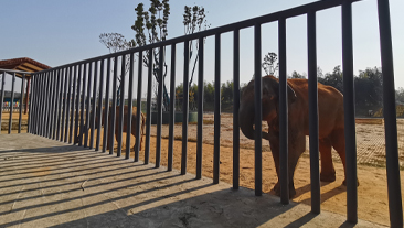 湖南省某动物园恒温养殖项目案例