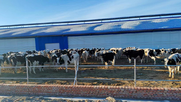 内蒙古赤峰大型奶牛场养殖供暖项目案例