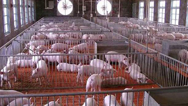 贵州省铜仁市石阡县某养猪场恒温养殖项目案例