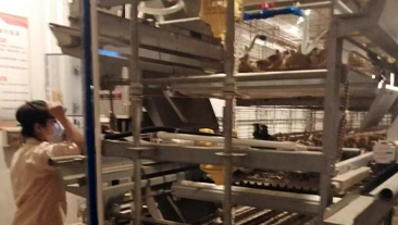 广东省某大型养鸡场恒温养殖项目案例