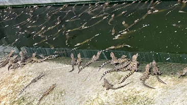 福建省泉州市鳄鱼养殖基地恒温养殖项目案例