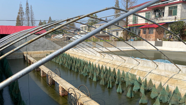 湖南省常德市甲鱼养殖恒温养殖项目案例