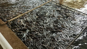 福建省鳗鱼养殖基地恒温养殖项目案例