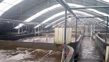 广东省湛江市某虾苗养殖场恒温养殖项目案例