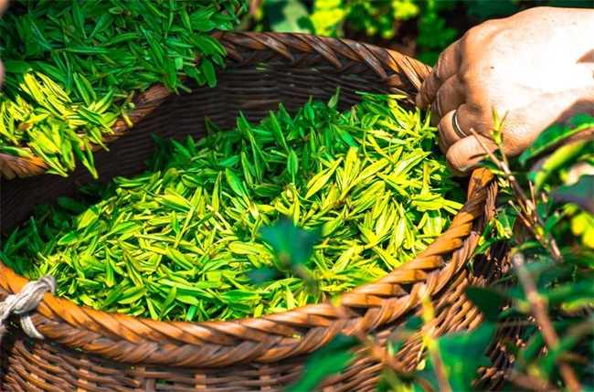 茶叶品质更佳：高温热泵助力茶叶烘干节能改造