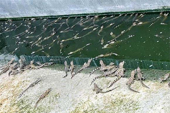 工程案例|福建泉州鳄鱼恒温养殖碧涞空气能热泵项目