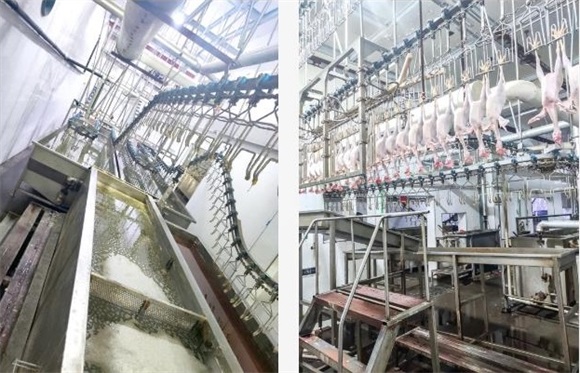 浙江建德某屠宰场用碧涞高温热泵，节约成本60%以上